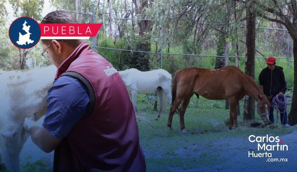 Aseguran caballos maltratados Asegura Fiscalía de Puebla a dos caballos maltratados; recibirán refugio