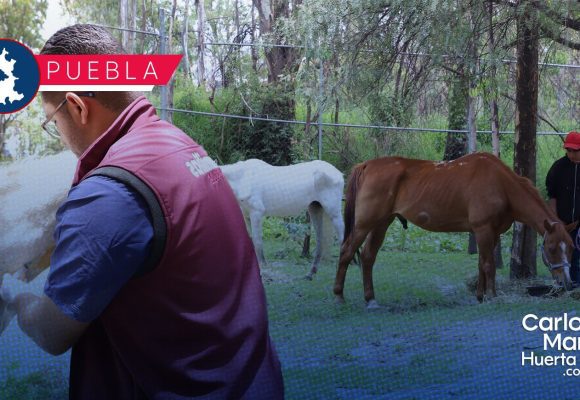 Aseguran caballos maltratados Asegura Fiscalía de Puebla a dos caballos maltratados; recibirán refugio