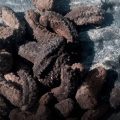 Aseguran casi tres mil pepinos de mar en Baja California; hay un detenido