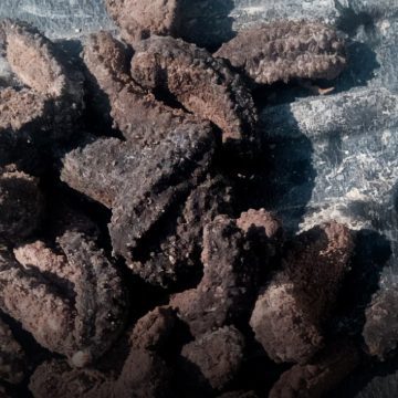 Aseguran pepinos de mar Baja California Aseguran casi tres mil pepinos de mar en Baja California; hay un detenido