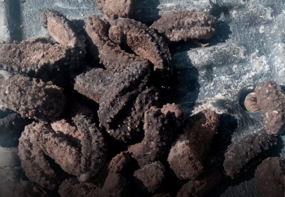 Aseguran casi tres mil pepinos de mar en Baja California; hay un detenido