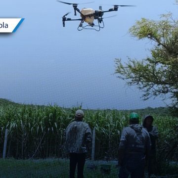 Drones agrícolas atienden de forma oportuna 60 hectáreas de caña en Tepeojuma