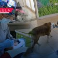 Ofrece BUAP tratamiento dental especializado y terapia con perritos para menores de edad