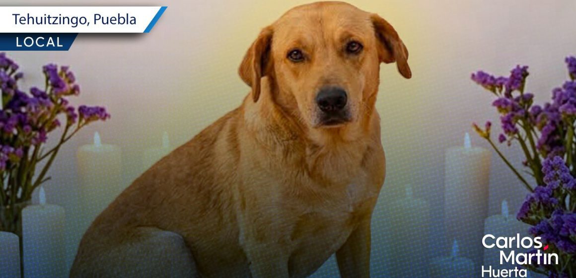 Matan a balazos a “Amarillo”, perrito comunitario de Tehuitzingo