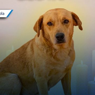 Matan a balazos a “Amarillo”, perrito comunitario de Tehuitzingo