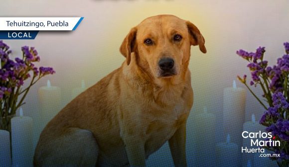 Matan a balazos a “Amarillo”, perrito comunitario de Tehuitzingo
