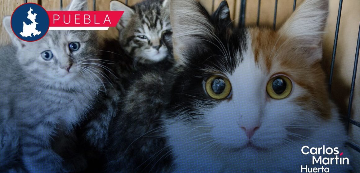 Presentan el Michi Fest 2026 con servicios de esterilización, vacunación y adopción