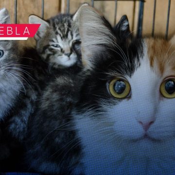Presentan el Michi Fest 2026 con servicios de esterilización, vacunación y adopción