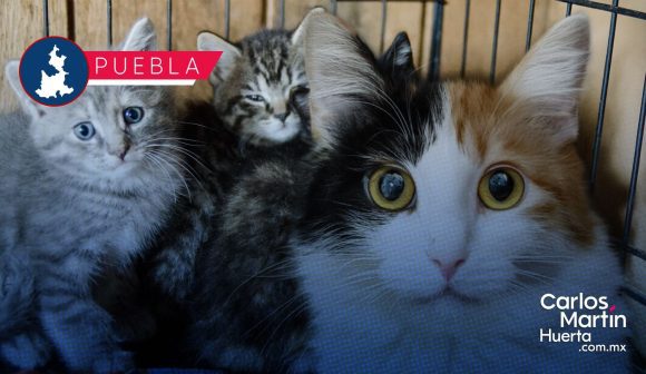 Presentan el Michi Fest 2026 con servicios de esterilización, vacunación y adopción