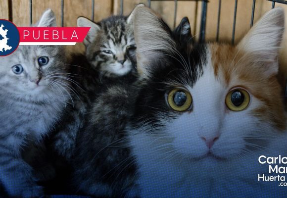 Presentan el Michi Fest 2026 con servicios de esterilización, vacunación y adopción