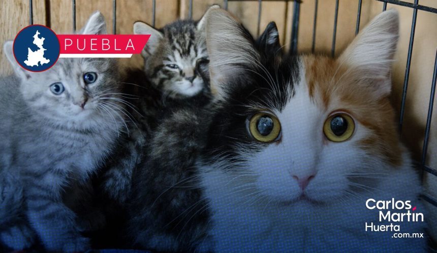Presentan el Michi Fest 2026 con servicios de esterilización, vacunación y adopción