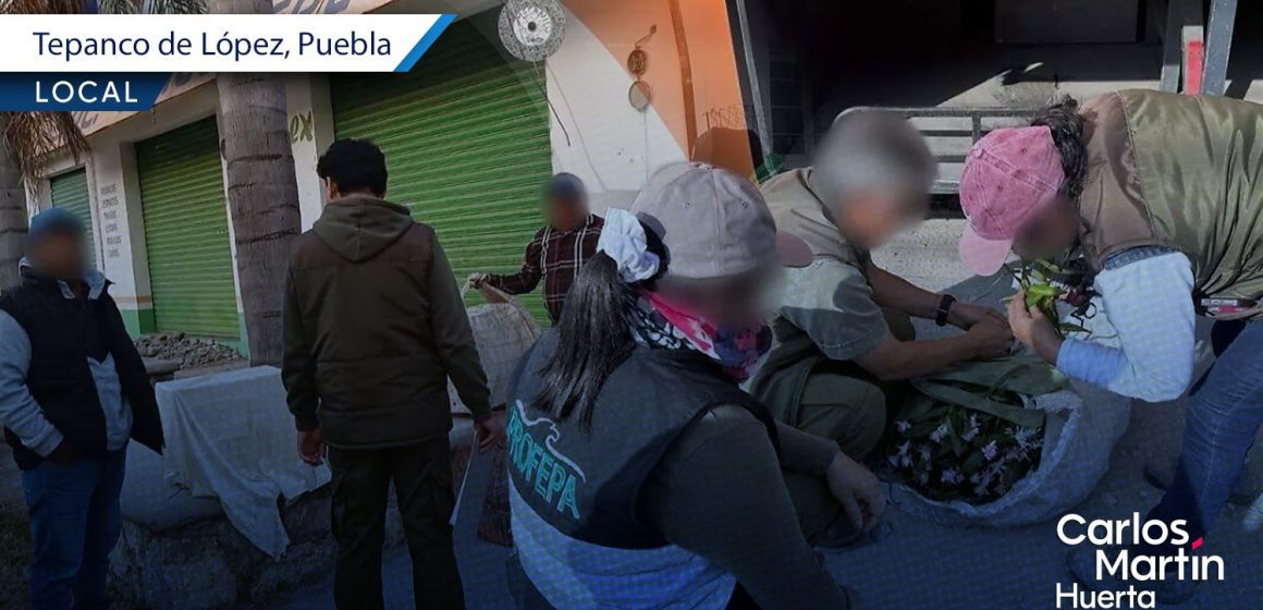 Profepa asegura 58 aves y siete orquídeas durante operativos en Tlacotepec y Tepanco
