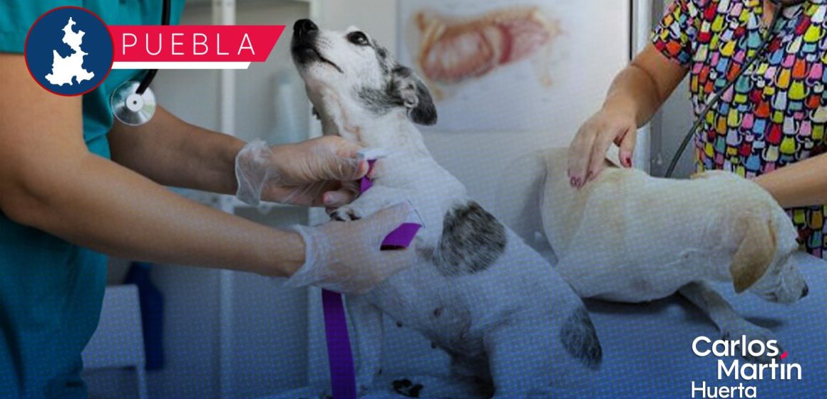 SEDIF fortalece acciones contra el maltrato animal en la entidad