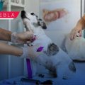 SEDIF fortalece acciones contra el maltrato animal en la entidad