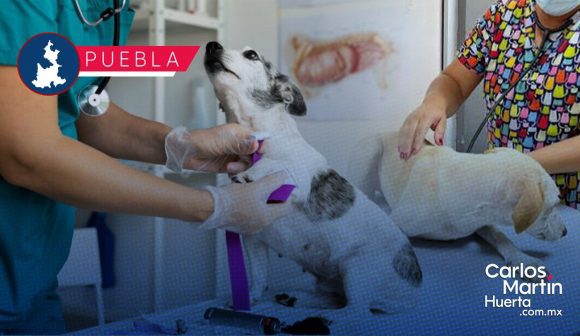 SEDIF fortalece acciones contra el maltrato animal en la entidad