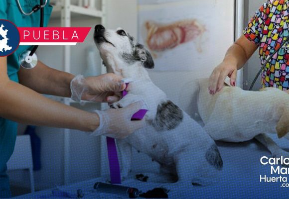 SEDIF fortalece acciones contra el maltrato animal en la entidad