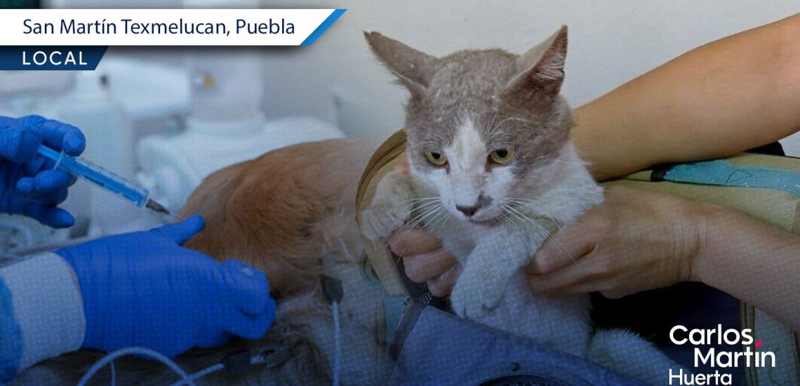 San Martín Texmelucan anuncia Macrojornada de Esterilización Canina y Felina