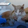 San Martín Texmelucan anuncia Macrojornada de Esterilización Canina y Felina