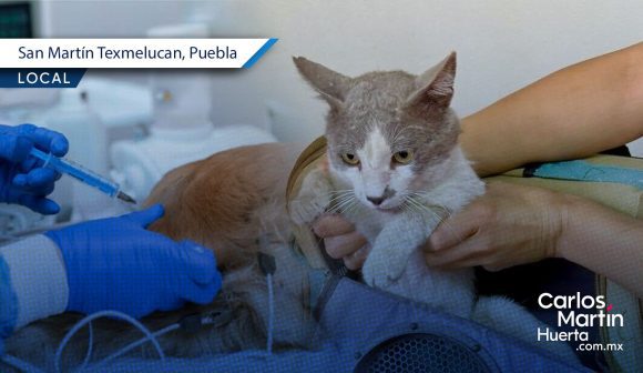 San Martín Texmelucan anuncia Macrojornada de Esterilización Canina y Felina