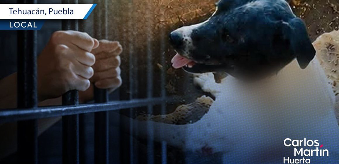 Dan más de 6 años de prisión a sujeto que mutiló al perro ‘Napoleón’ en Tehuacán