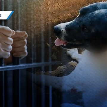 Dan más de 6 años de prisión a sujeto que mutiló al perro ‘Napoleón’ en Tehuacán