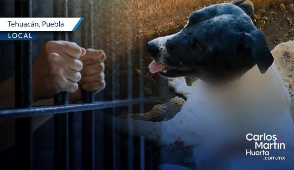 Dan más de 6 años de prisión a sujeto que mutiló al perro ‘Napoleón’ en Tehuacán