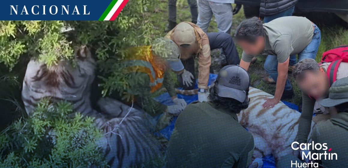 Capturan al tigre de bengala que escapó de una reserva en Tepetlaoxtoc