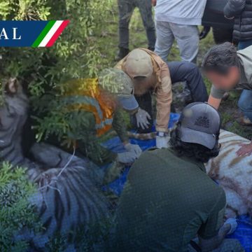 Capturan al tigre de bengala que escapó de una reserva en Tepetlaoxtoc