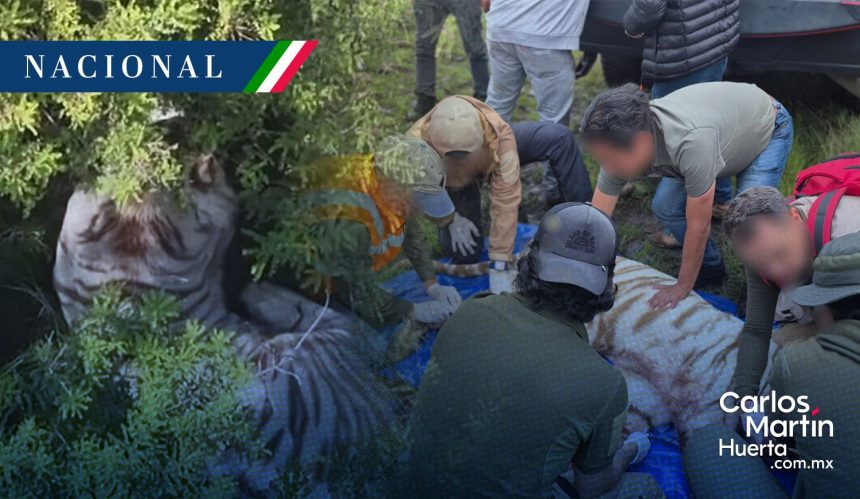 Tigre de bengala Tepetlaoxtoc Revelan causa de muerte del tigre de bengala Kenzo