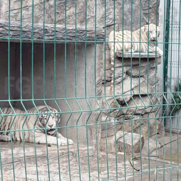 Aseguran dos tigres blancos durante cateo de la FGR en Durango