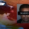 Exigen 11 años de cárcel para Mario ‘N’, sujeto que mutiló al perro Napoleón en Tehuacán