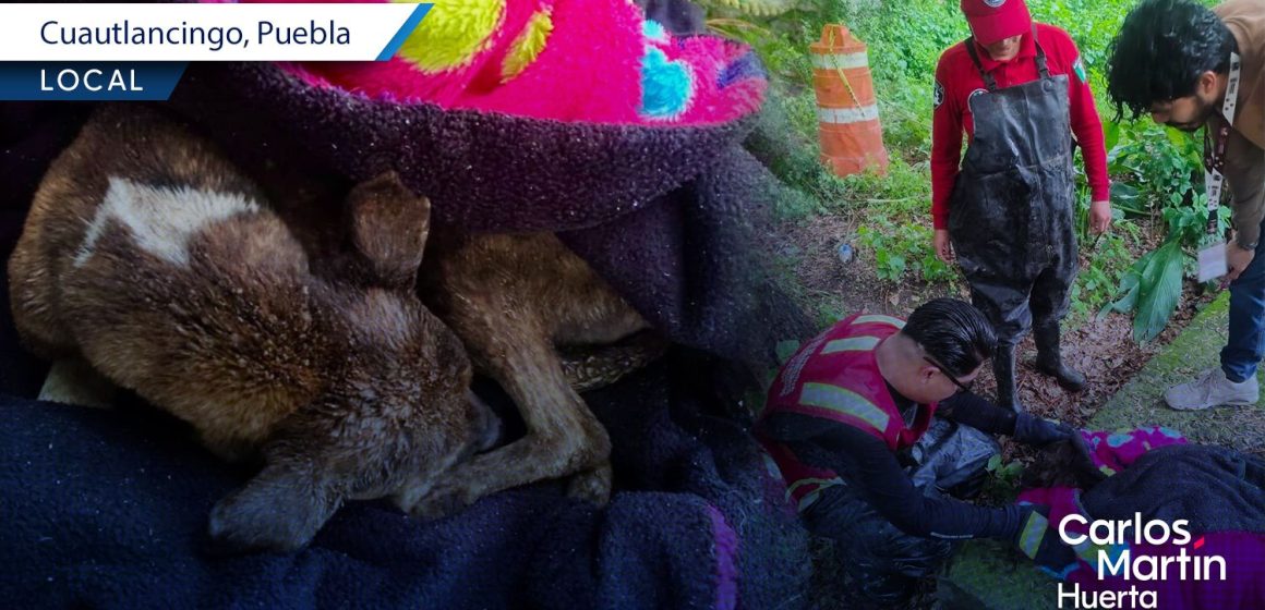 Bomeros de Cuautlancingo rescatan perrito tras caer a un pozo
