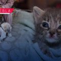 Fortalecen el bienestar animal en Puebla con más de 200 jornadas de protección