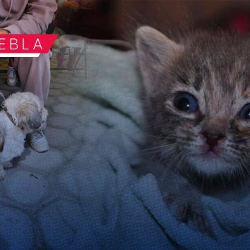 Fortalecen el bienestar animal en Puebla con más de 200 jornadas de protección