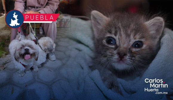 Fortalecen el bienestar animal en Puebla con más de 200 jornadas de protección