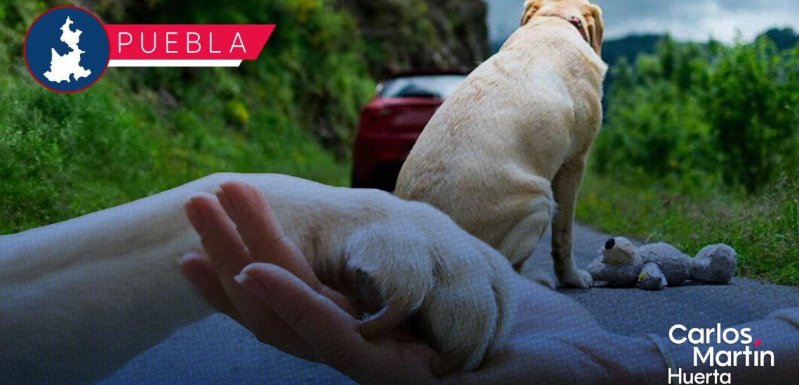 Buscan crear la Fiscalía Especializada en Delitos contra los Animales en Puebla