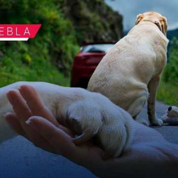 Buscan crear la Fiscalía Especializada en Delitos contra los Animales en Puebla