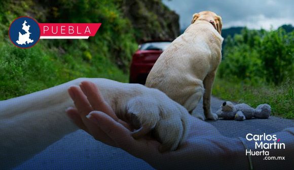 Buscan crear la Fiscalía Especializada en Delitos contra los Animales en Puebla