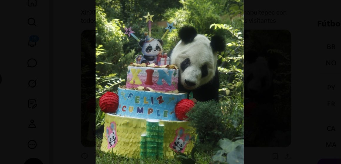 Xin Xin cumpleaños 36 ‘Xin Xin’ celebra 36 años en el Zoológico de Chapultepec
