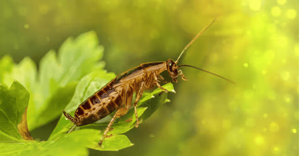 cucaracha