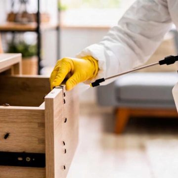 ¿Sabías que las cucarachas reciclan la materia orgánica? Este es su papel en los ecosistemas