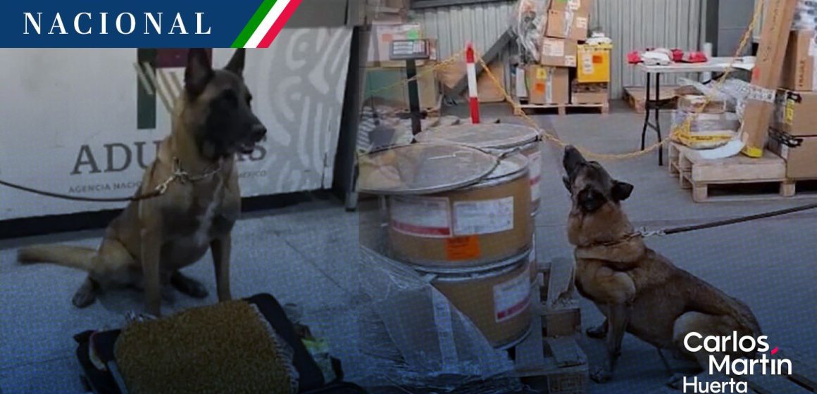 AICM: Binomio canino decomisa 245 kilos de metanfetamina y 18 paquetes de hoja de coca