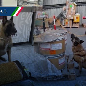 AICM: Binomio canino decomisa 245 kilos de metanfetamina y 18 paquetes de hoja de coca