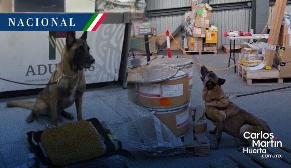 AICM: Binomio canino decomisa 245 kilos de metanfetamina y 18 paquetes de hoja de coca