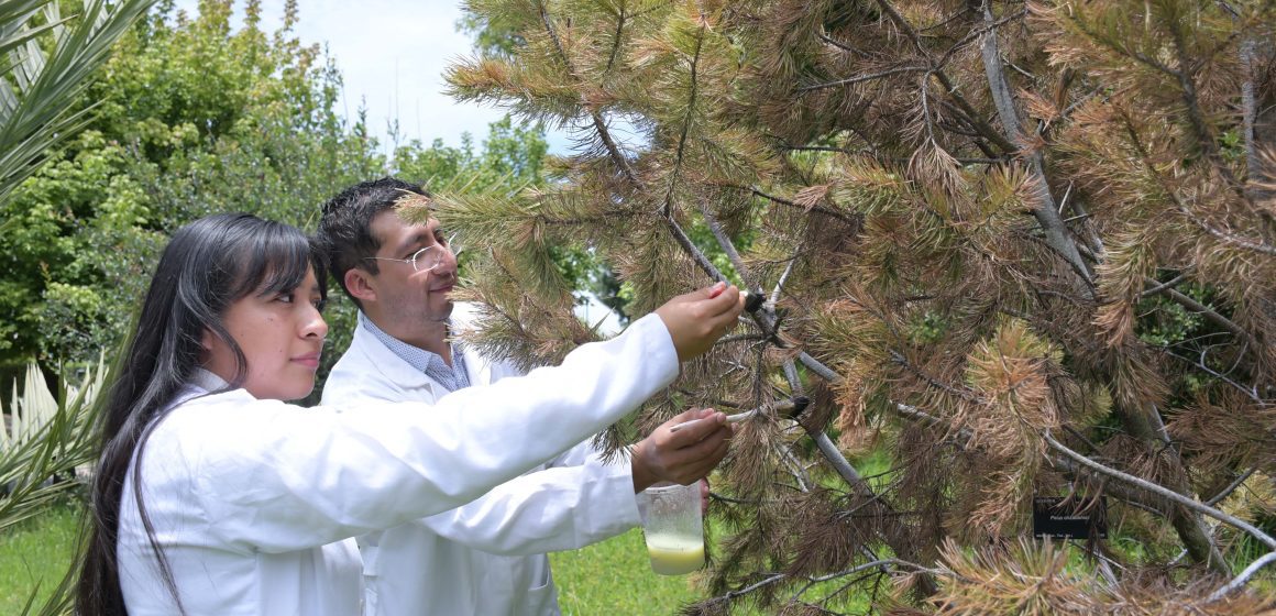 Investigadores de la BUAP desarrollan nanomateriales contra plagas que afectan pinos y encinos