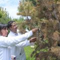 Investigadores de la BUAP desarrollan nanomateriales contra plagas que afectan pinos y encinos