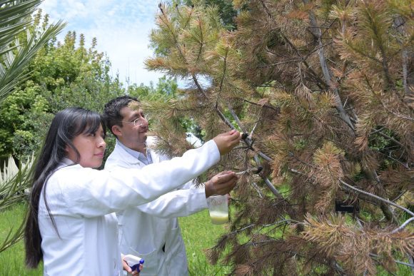 Investigadores de la BUAP desarrollan nanomateriales contra plagas que afectan pinos y encinos