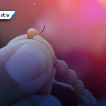 En alerta Huaquechula tras sumar 5 picaduras de alacrán en 48 horas