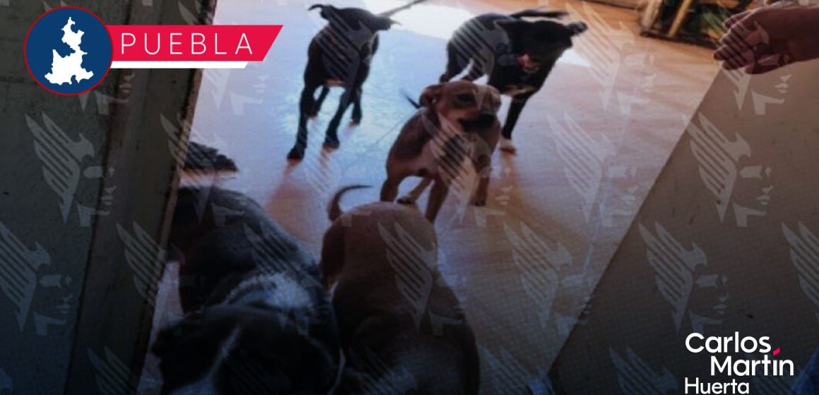 Rescatan a 13 perros en condiciones de maltrato y abandono en la colonia Villa Verde II