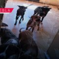 Rescatan a 13 perros en condiciones de maltrato y abandono en la colonia Villa Verde II